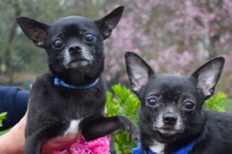 Noel and Liam, a bonded Chihuahua duo named after Oasis stars, seek a calm forever home after 150 days in care, charming all with cuddles, toys and garden zooms.
