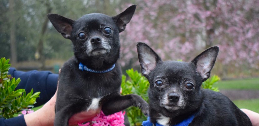 Noel and Liam, a bonded Chihuahua duo named after Oasis stars, seek a calm forever home after 150 days in care, charming all with cuddles, toys and garden zooms.