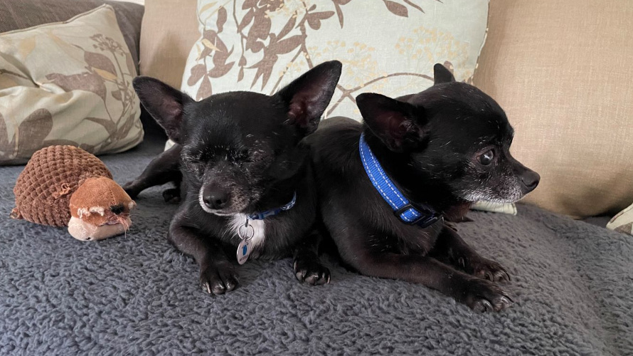 Noel and Liam, a bonded Chihuahua duo named after Oasis stars, seek a calm forever home after 150 days in care, charming all with cuddles, toys and garden zooms.