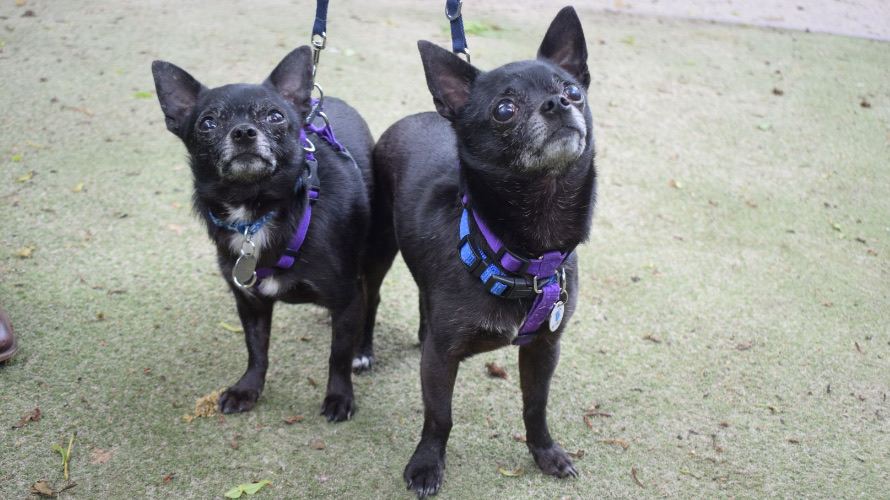 Noel and Liam, a bonded Chihuahua duo named after Oasis stars, seek a calm forever home after 150 days in care, charming all with cuddles, toys and garden zooms.