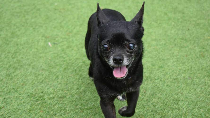 Noel and Liam, a bonded Chihuahua duo named after Oasis stars, seek a calm forever home after 150 days in care, charming all with cuddles, toys and garden zooms.