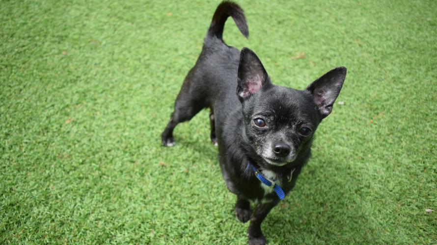 Noel and Liam, a bonded Chihuahua duo named after Oasis stars, seek a calm forever home after 150 days in care, charming all with cuddles, toys and garden zooms.