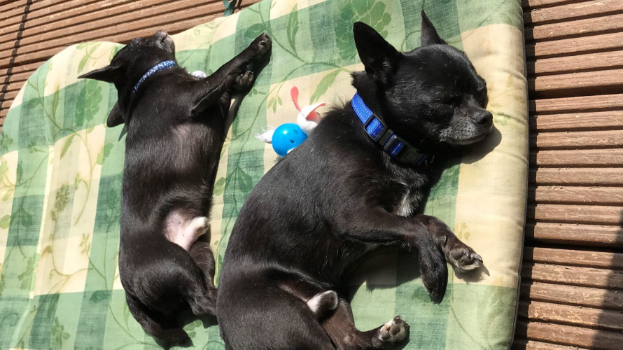 Noel and Liam, a bonded Chihuahua duo named after Oasis stars, seek a calm forever home after 150 days in care, charming all with cuddles, toys and garden zooms.