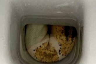 Homeowner finds massive python in Bristol toilet before it slithers back down pipes - reptile experts warn escaped pet still on the loose sparking panic among locals.