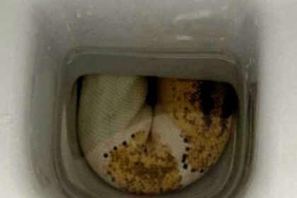 Homeowner finds massive python in Bristol toilet before it slithers back down pipes - reptile experts warn escaped pet still on the loose sparking panic among locals.