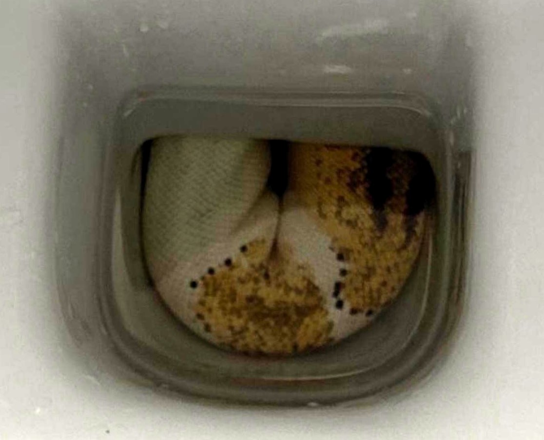 Homeowner finds massive python in Bristol toilet before it slithers back down pipes - reptile experts warn escaped pet still on the loose sparking panic among locals.