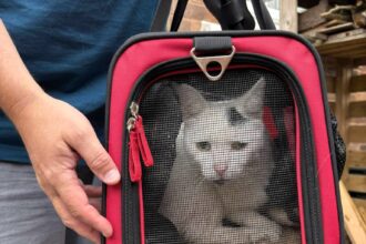 Mischievous cat Tobias escapes from cattery while owners holiday in Cornwall and is found 15 miles away after 10 days before being safely reunited with his family.