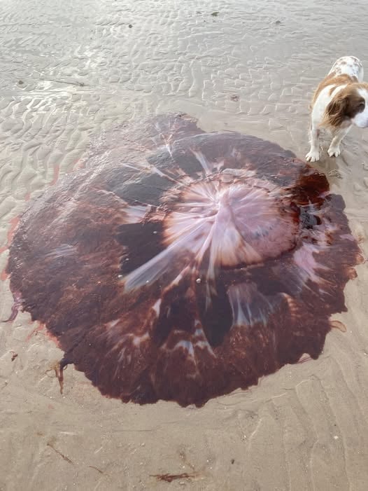 Giant six foot lion’s mane jellyfish washes up in Nairn, Scotland - huge paddling pool sized creature with 100ft tentacles shocks locals and sparks sting warning.