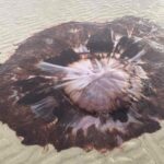 Giant six foot lion’s mane jellyfish washes up in Nairn, Scotland - huge paddling pool sized creature with 100ft tentacles shocks locals and sparks sting warning.