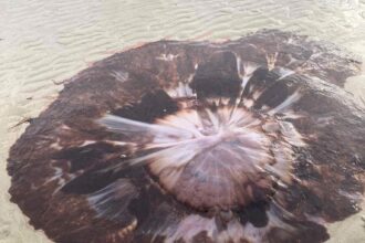 Giant six foot lion’s mane jellyfish washes up in Nairn, Scotland - huge paddling pool sized creature with 100ft tentacles shocks locals and sparks sting warning.