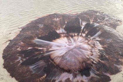 Giant six foot lion’s mane jellyfish washes up in Nairn, Scotland - huge paddling pool sized creature with 100ft tentacles shocks locals and sparks sting warning.