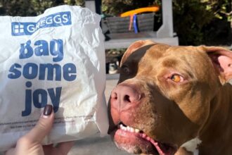 Costa, a three-year-old dog from Birmingham, is obsessed with Greggs sausage rolls. He stops at the bakery every week for his treat and even waits outside when it's closed, earning him local legend status.
