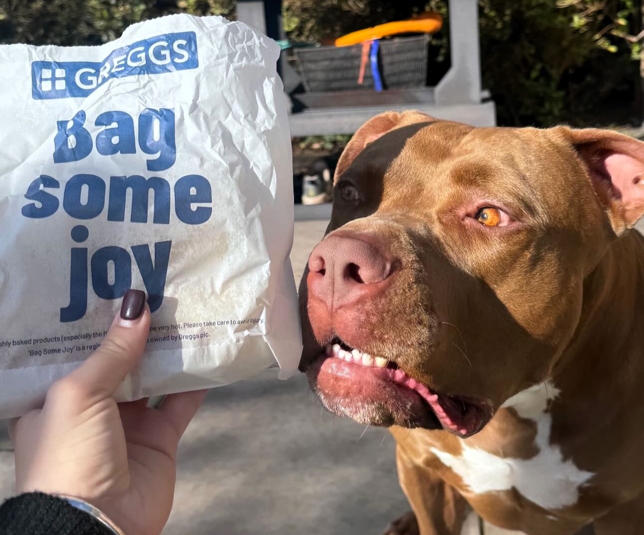 Costa, a three-year-old dog from Birmingham, is obsessed with Greggs sausage rolls. He stops at the bakery every week for his treat and even waits outside when it's closed, earning him local legend status.