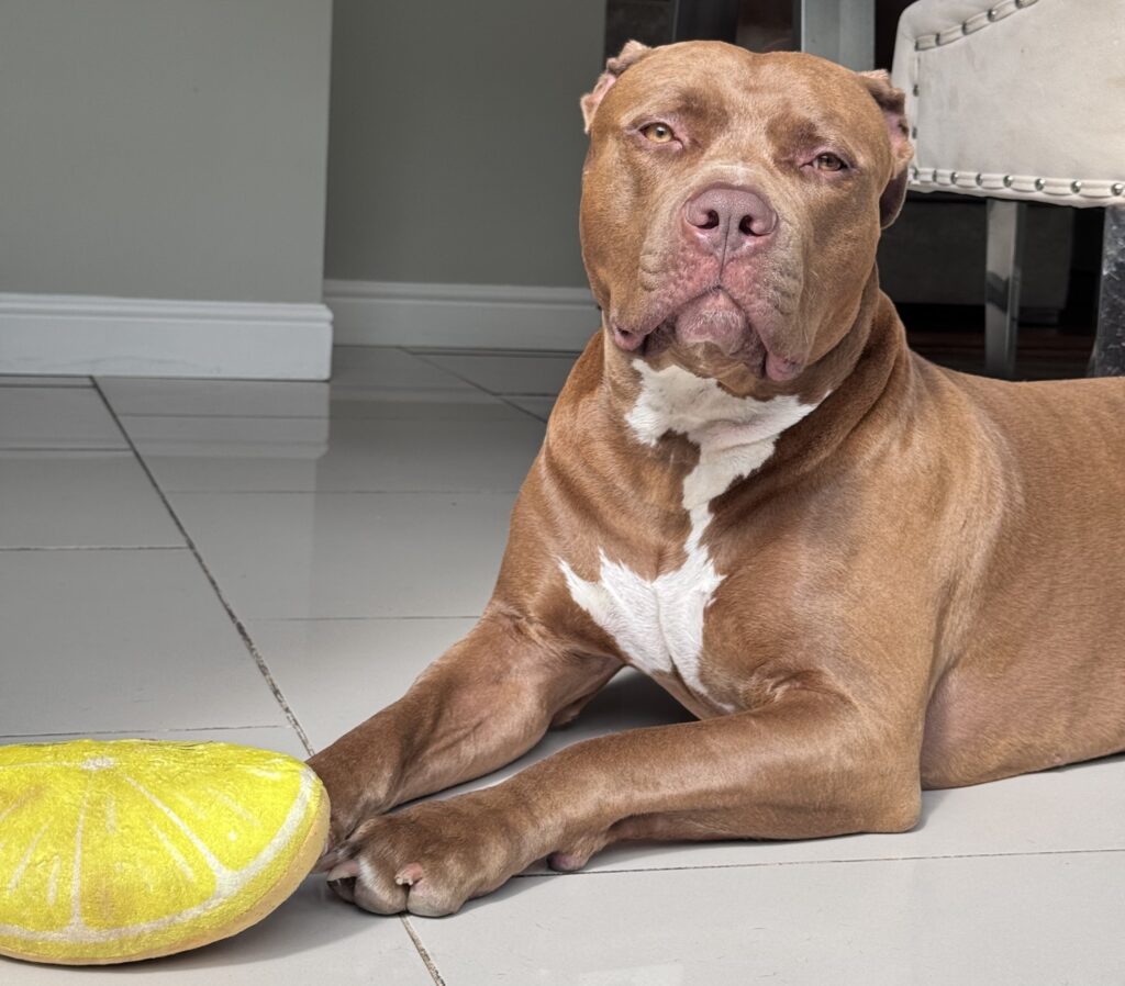 Costa, a three-year-old dog from Birmingham, is obsessed with Greggs sausage rolls. He stops at the bakery every week for his treat and even waits outside when it's closed, earning him local legend status.