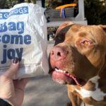 Costa, a three-year-old dog from Birmingham, is obsessed with Greggs sausage rolls. He stops at the bakery every week for his treat and even waits outside when it's closed, earning him local legend status.