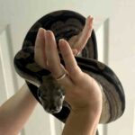 6ft boa constrictor named Mavis sparks panic in Devon village after pregnant owner forgets to lock vivarium as neighbours join desperate hunt for missing pet snake.