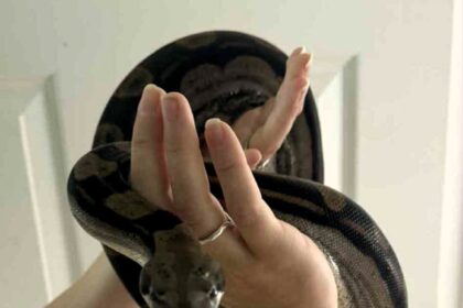 6ft boa constrictor named Mavis sparks panic in Devon village after pregnant owner forgets to lock vivarium as neighbours join desperate hunt for missing pet snake.