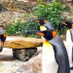 Firefighters and Thames Water rescued England’s only King penguin colony at Birdland by refilling their pool after a hosepipe ban left the chicks sweltering in summer heat.