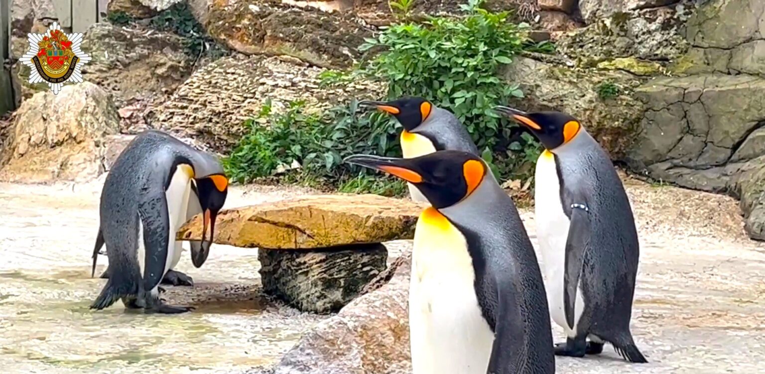 Firefighters and Thames Water rescued England’s only King penguin colony at Birdland by refilling their pool after a hosepipe ban left the chicks sweltering in summer heat.