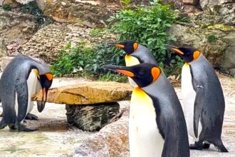 Firefighters and Thames Water rescued England’s only King penguin colony at Birdland by refilling their pool after a hosepipe ban left the chicks sweltering in summer heat.