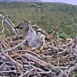 A rare osprey in Scotland had to take shelter after a gust of wind knocked part of her nest onto her head during Storm Floris. Thankfully, the bird was uninjured and found a safer spot.