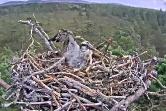 A rare osprey in Scotland had to take shelter after a gust of wind knocked part of her nest onto her head during Storm Floris. Thankfully, the bird was uninjured and found a safer spot.
