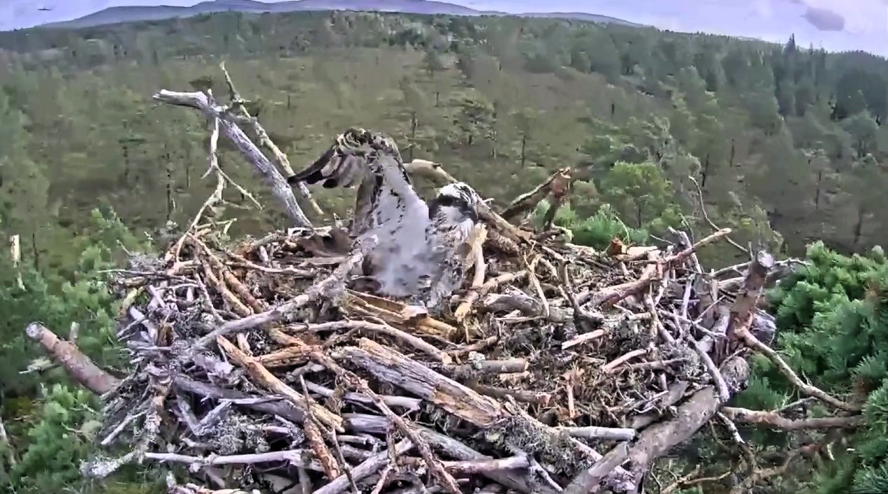 A rare osprey in Scotland had to take shelter after a gust of wind knocked part of her nest onto her head during Storm Floris. Thankfully, the bird was uninjured and found a safer spot.