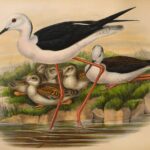 A rare first edition of John Gould's The Birds of Great Britain, featuring 367 hand-coloured lithographs, is up for sale at £35,000 in North Yorkshire this August.