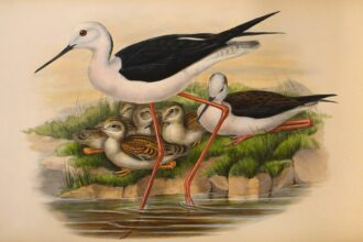 A rare first edition of John Gould's The Birds of Great Britain, featuring 367 hand-coloured lithographs, is up for sale at £35,000 in North Yorkshire this August.