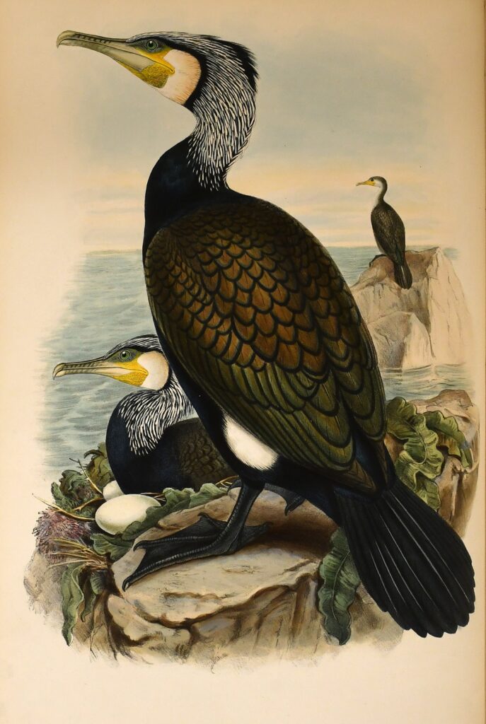 A rare first edition of John Gould's The Birds of Great Britain, featuring 367 hand-coloured lithographs, is up for sale at £35,000 in North Yorkshire this August.