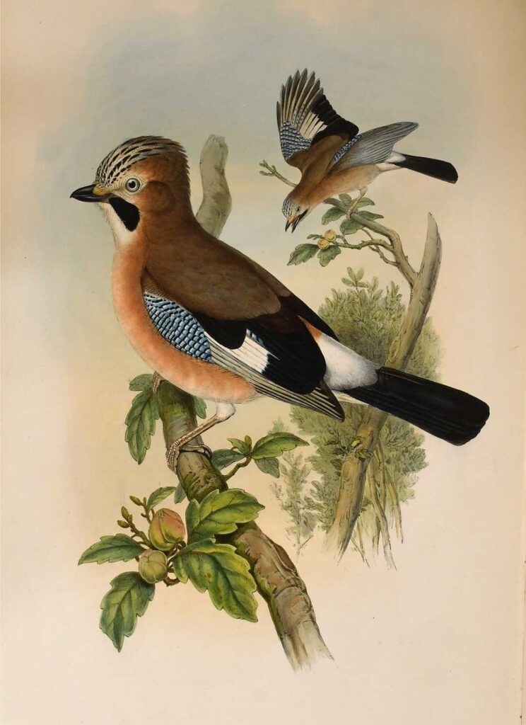 A rare first edition of John Gould's The Birds of Great Britain, featuring 367 hand-coloured lithographs, is up for sale at £35,000 in North Yorkshire this August.