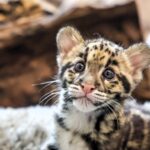A rare female clouded leopard cub has been born at Nashville Zoo, with keepers hand-rearing her as part of a vital conservation effort to save the vulnerable species.