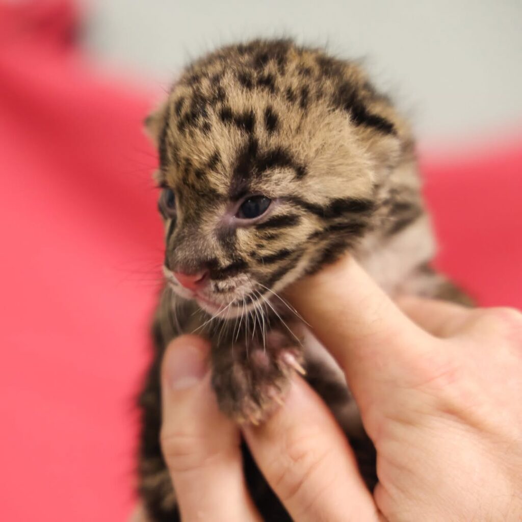 A rare female clouded leopard cub has been born at Nashville Zoo, with keepers hand-rearing her as part of a vital conservation effort to save the vulnerable species.