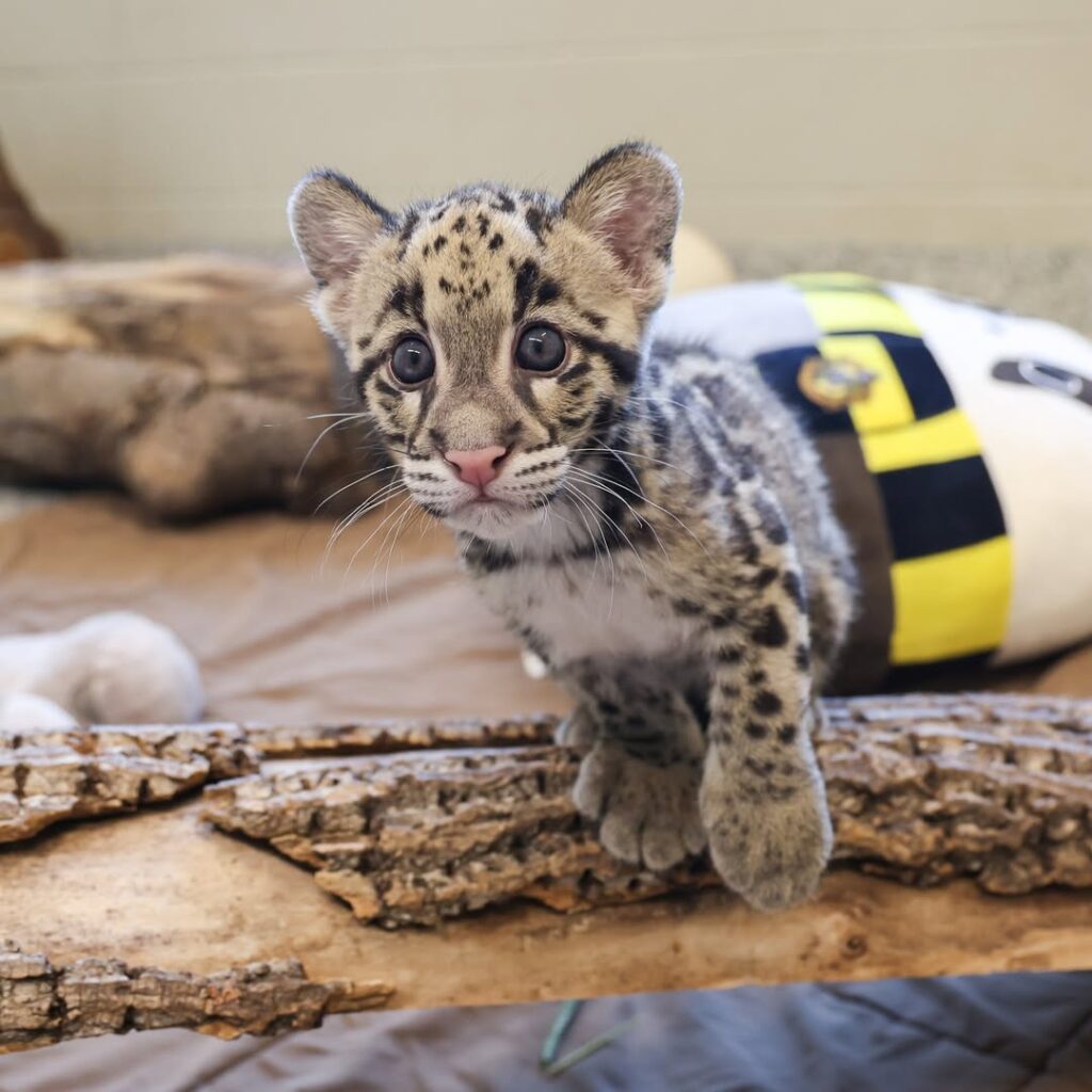 A rare female clouded leopard cub has been born at Nashville Zoo, with keepers hand-rearing her as part of a vital conservation effort to save the vulnerable species.