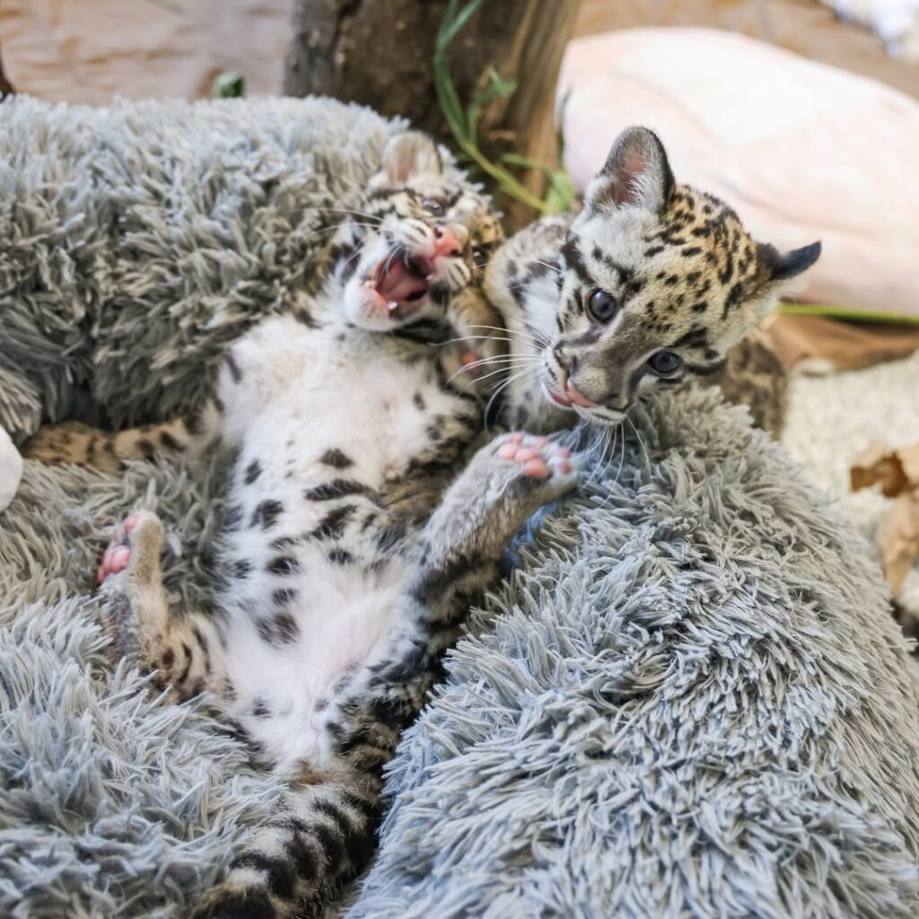 A rare female clouded leopard cub has been born at Nashville Zoo, with keepers hand-rearing her as part of a vital conservation effort to save the vulnerable species.