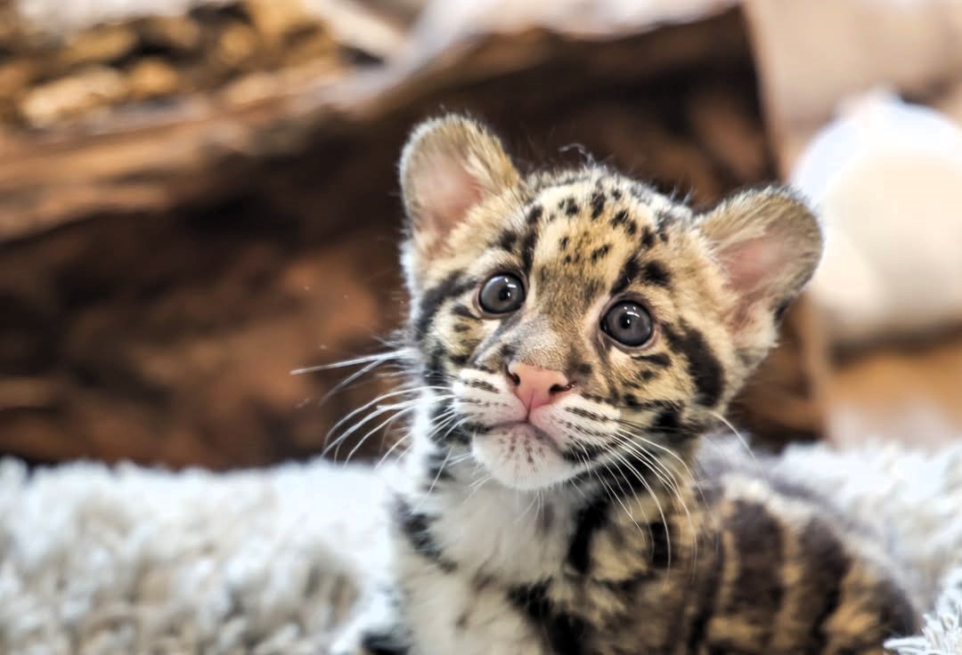 A rare female clouded leopard cub has been born at Nashville Zoo, with keepers hand-rearing her as part of a vital conservation effort to save the vulnerable species.