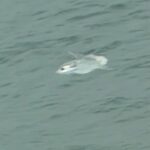 A rare giant sunfish was spotted near the shore in St Ives, Cornwall, delighting beachgoers as its dorsal fin broke the waves before it drifted back into deeper waters.