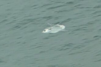 A rare giant sunfish was spotted near the shore in St Ives, Cornwall, delighting beachgoers as its dorsal fin broke the waves before it drifted back into deeper waters.