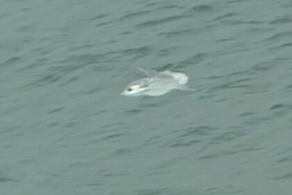 A rare giant sunfish was spotted near the shore in St Ives, Cornwall, delighting beachgoers as its dorsal fin broke the waves before it drifted back into deeper waters.