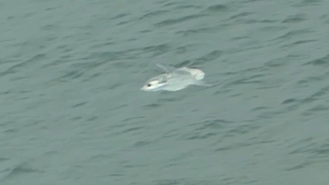 A rare giant sunfish was spotted near the shore in St Ives, Cornwall, delighting beachgoers as its dorsal fin broke the waves before it drifted back into deeper waters.