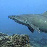 Endangered smalltooth sand tiger shark spotted off El Hierro in Canary Islands for first time since 2019 - rare pregnant females seen in shallow waters delight divers.