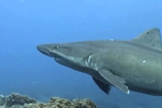 Endangered smalltooth sand tiger shark spotted off El Hierro in Canary Islands for first time since 2019 - rare pregnant females seen in shallow waters delight divers.