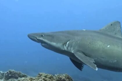 Endangered smalltooth sand tiger shark spotted off El Hierro in Canary Islands for first time since 2019 - rare pregnant females seen in shallow waters delight divers.