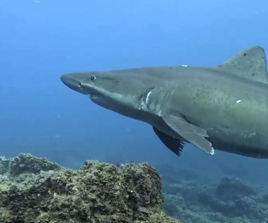 Endangered smalltooth sand tiger shark spotted off El Hierro in Canary Islands for first time since 2019 - rare pregnant females seen in shallow waters delight divers.
