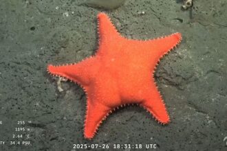 Scientists spotted a starfish 1,200m deep in the South Atlantic with folds resembling Patrick Star’s bum, sparking laughs during a Schmidt Ocean Institute expedition.