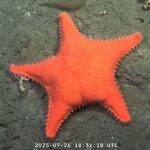Scientists spotted a starfish 1,200m deep in the South Atlantic with folds resembling Patrick Star’s bum, sparking laughs during a Schmidt Ocean Institute expedition.
