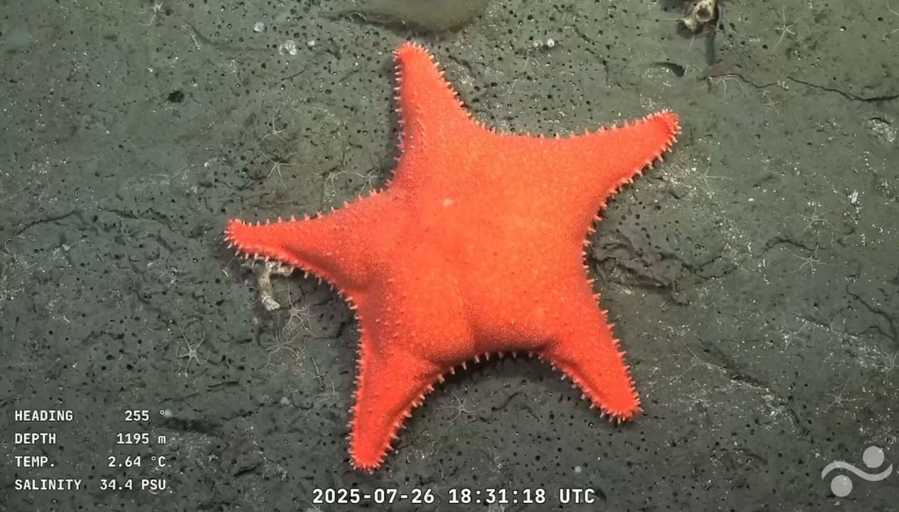 Scientists spotted a starfish 1,200m deep in the South Atlantic with folds resembling Patrick Star’s bum, sparking laughs during a Schmidt Ocean Institute expedition.