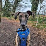 Seven adorable lurcher siblings nicknamed the Veg Pups are still searching for forever homes after spending most of their lives in RSPCA care and being overlooked.