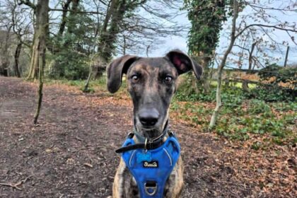 Seven adorable lurcher siblings nicknamed the Veg Pups are still searching for forever homes after spending most of their lives in RSPCA care and being overlooked.