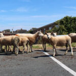 Sheep hired as eco-friendly lawn mowers by housing association Cartrefi Conwy to maintain Rhos on Sea development site ahead of 48 new homes being built in Colwyn Bay.